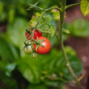 Nea's Green Garden Rijeka
